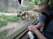 Celebrate! Unity - Unity is 5 Months Old!: Unity loves the Wild African Dogs at the zoo.